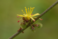 Triumfetta pentandra